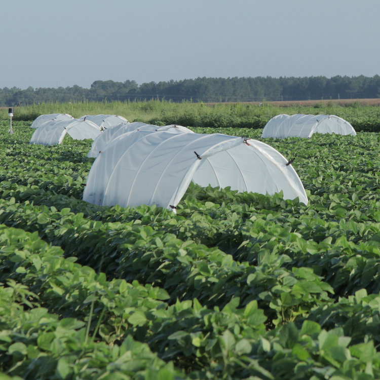 Sunbelt Field Day gives latest in new farm tech and research